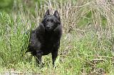 SCHIPPERKE 283